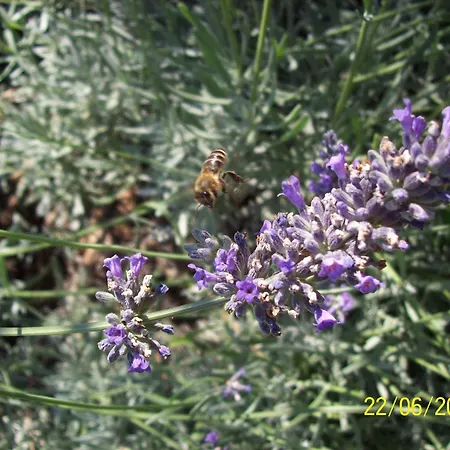 Guesthouse Podaca ポダツァ